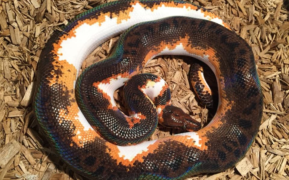 tidsplan format Våd Rainbow Boa Morphs and Types - StarDust Scales