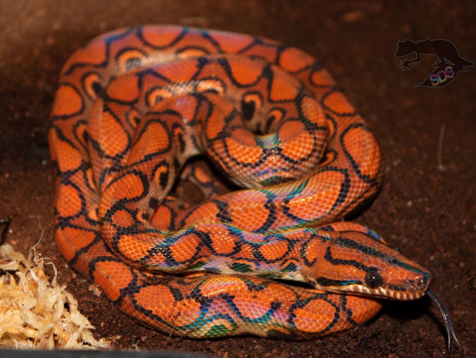 Leucistic rainbow boa : r/snakes