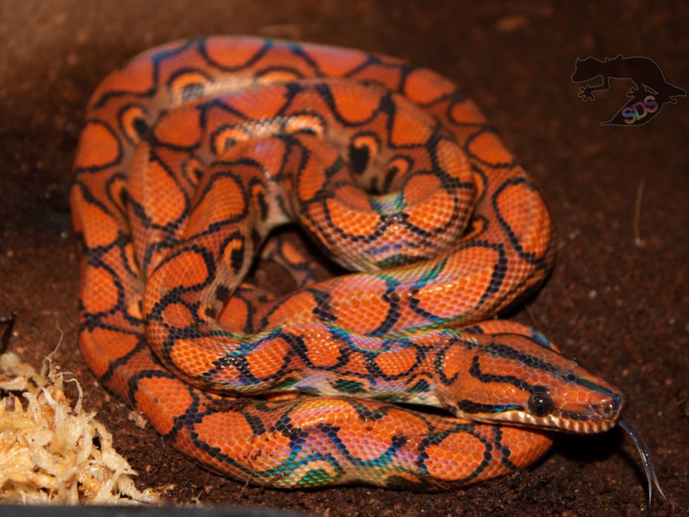 T+ albino Brazilian rainbow boa - The Reptile Report