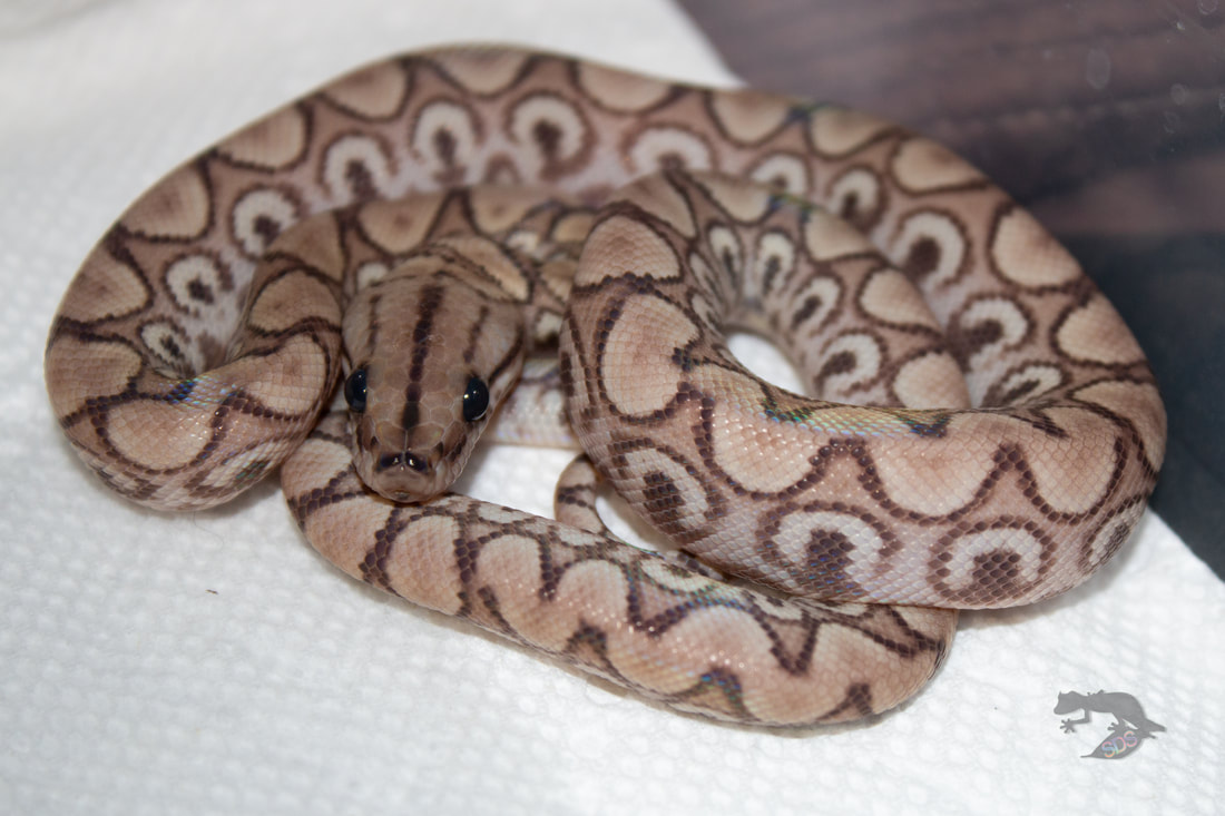 BLIZZARD BOA GENETICS; HOW TO MAKE A WHITE BOA! 