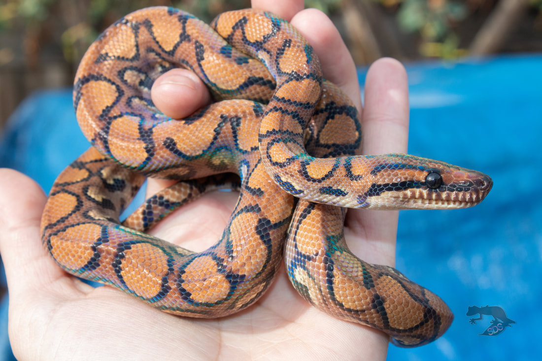 T+ albino Brazilian rainbow boa - The Reptile Report