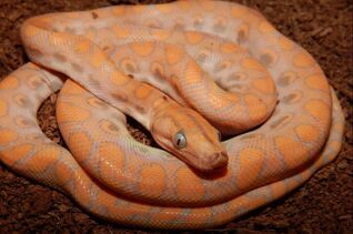 Leucistic rainbow boa : r/snakes