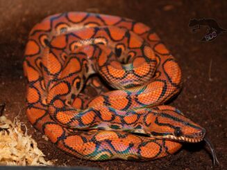 Rainbow Boa Morphs and Types - StarDust Scales